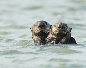 Otters in the waters off the Elkhorn Slough, California