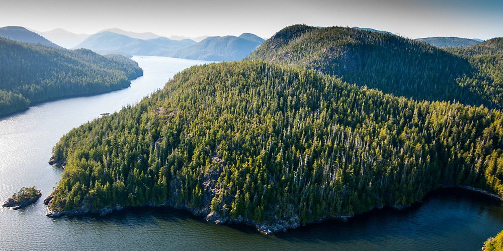 An aerial view of a large, green forest bordered by a large body of water.