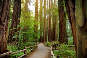 A trail with wooden railings on either side wends through a grove of towering redwood trees. 