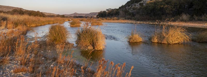 A blue river dotted with tall, orange reed-like plants.