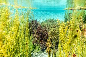 Clear blue waters filled with red, yellow, and green plants shown underwater.