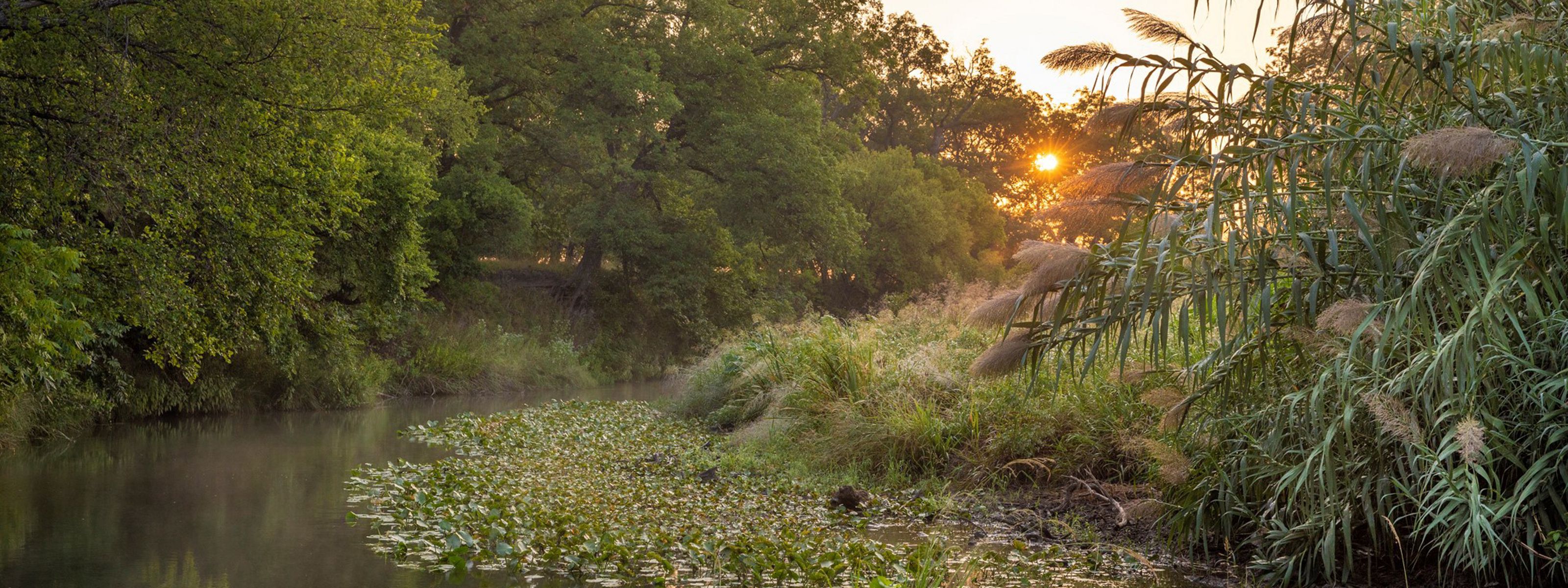 Sunrise over a river line with dense vegetation and floating plants.