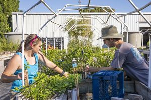 A woman and a man sort plant seedlings into blue crates.