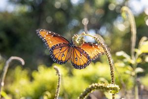A butterfly with orange wings with black and white spots balances on a green fern.