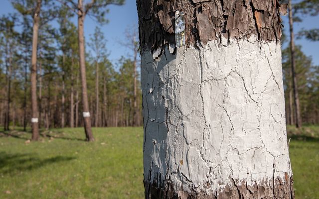 Three trees with white markings on their trunks.