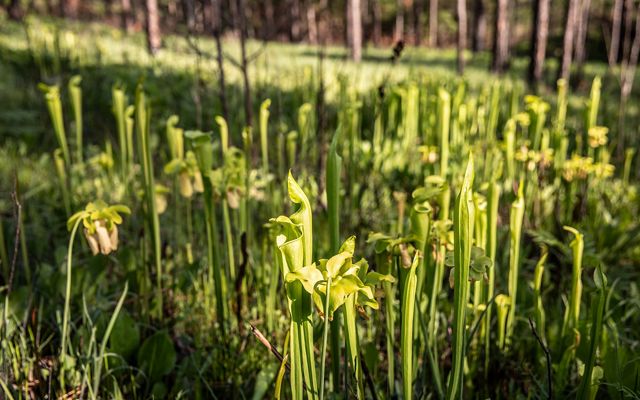 Cup-shaped plants shoot up from a bog filled with water.
