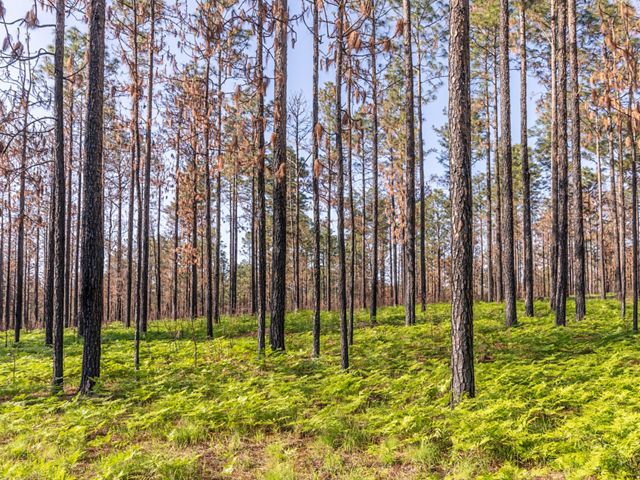Longleaf pine forest in East Texas.