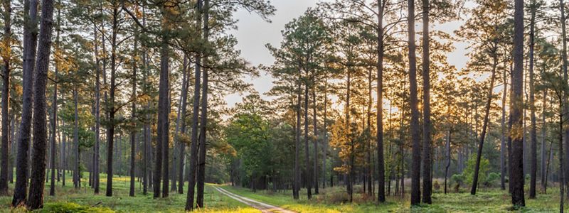 A stand of thin, tall trees along a winding dirt road.