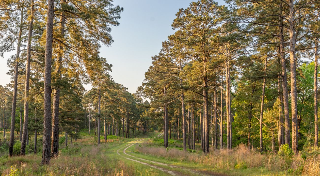 A forest with dense, tall trees lining a winding road.
