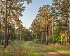 Towering pine trees with green needles line a winding pathway.