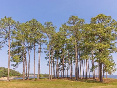 A cluster of tall, thin pine trees sits at the edge of a blue lake.