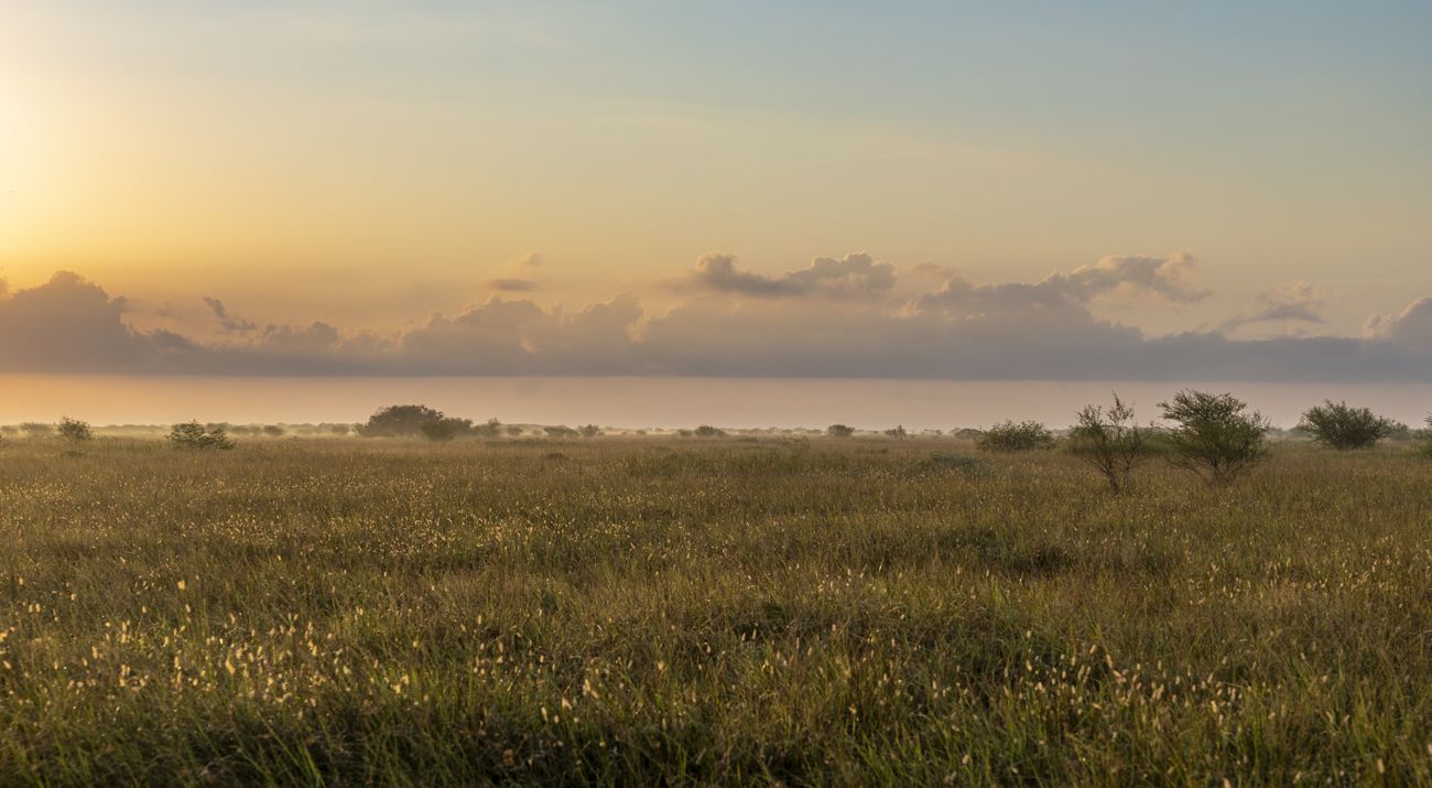 Tall green and brown grass stretches across a field under a sky with drifting clouds.