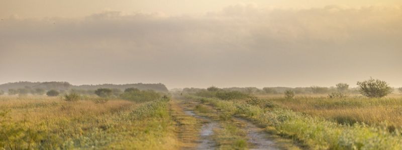 A dirt road cutting through an expansive grassy field leading towards distant trees under a hazy morning sky.