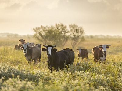 Six cows standing in a grassy field with bushes in the background under a soft morning light.