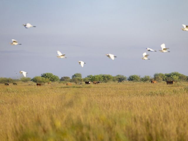 A wide-open field with tall grass, scattered bushes and cattle grazing in the distance under a clear sky with white birds flying overhead.