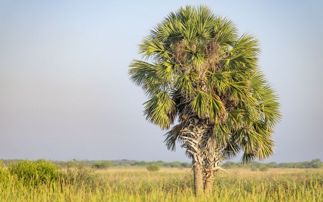 A single palm tree in an open grassy field under a clear blue sky.