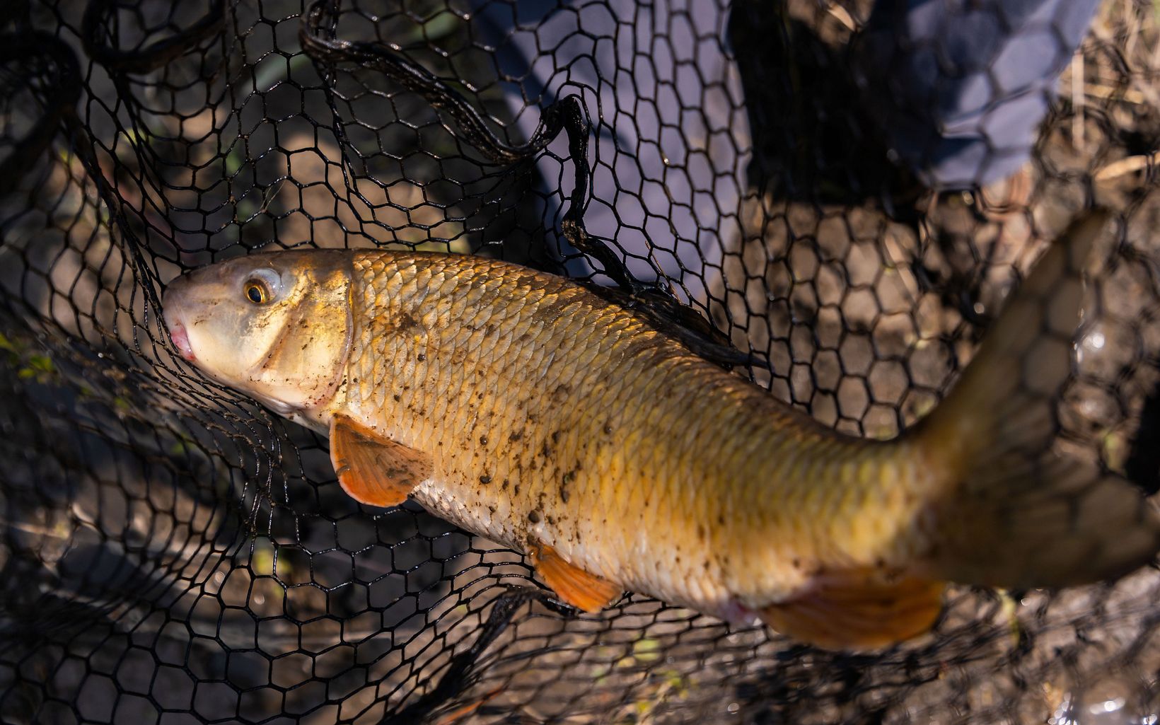 Protecting Minnesota’s Native Rough Fish