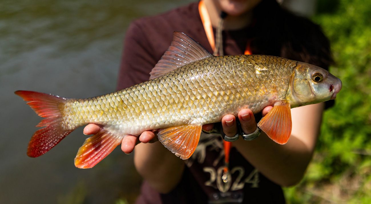 A young woman holds up a shorthead redhorse fish.