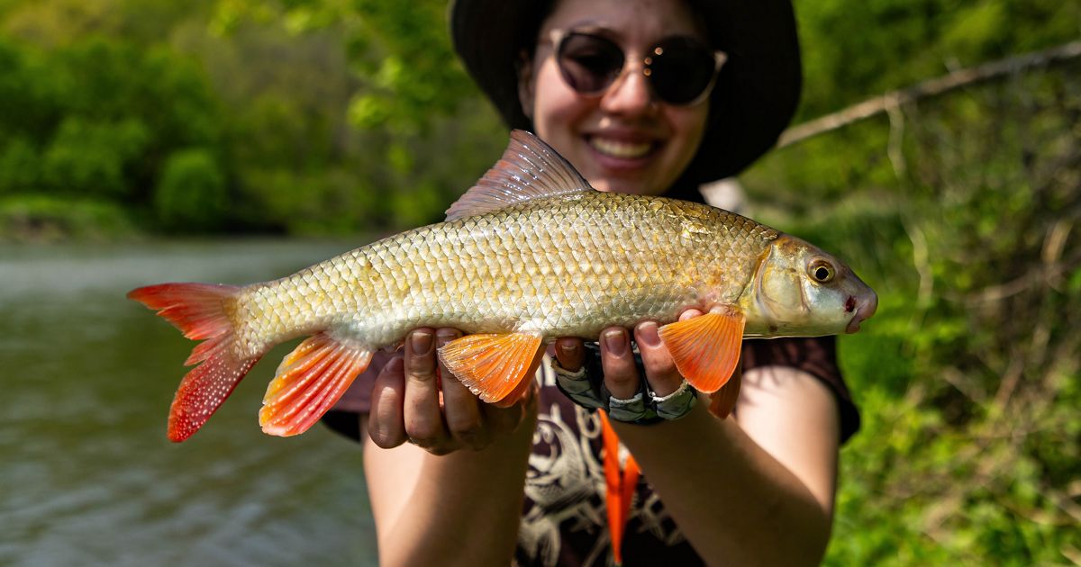 Protecting Minnesota’s Native Rough Fish
