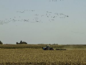 Birds and tractors on a field.
