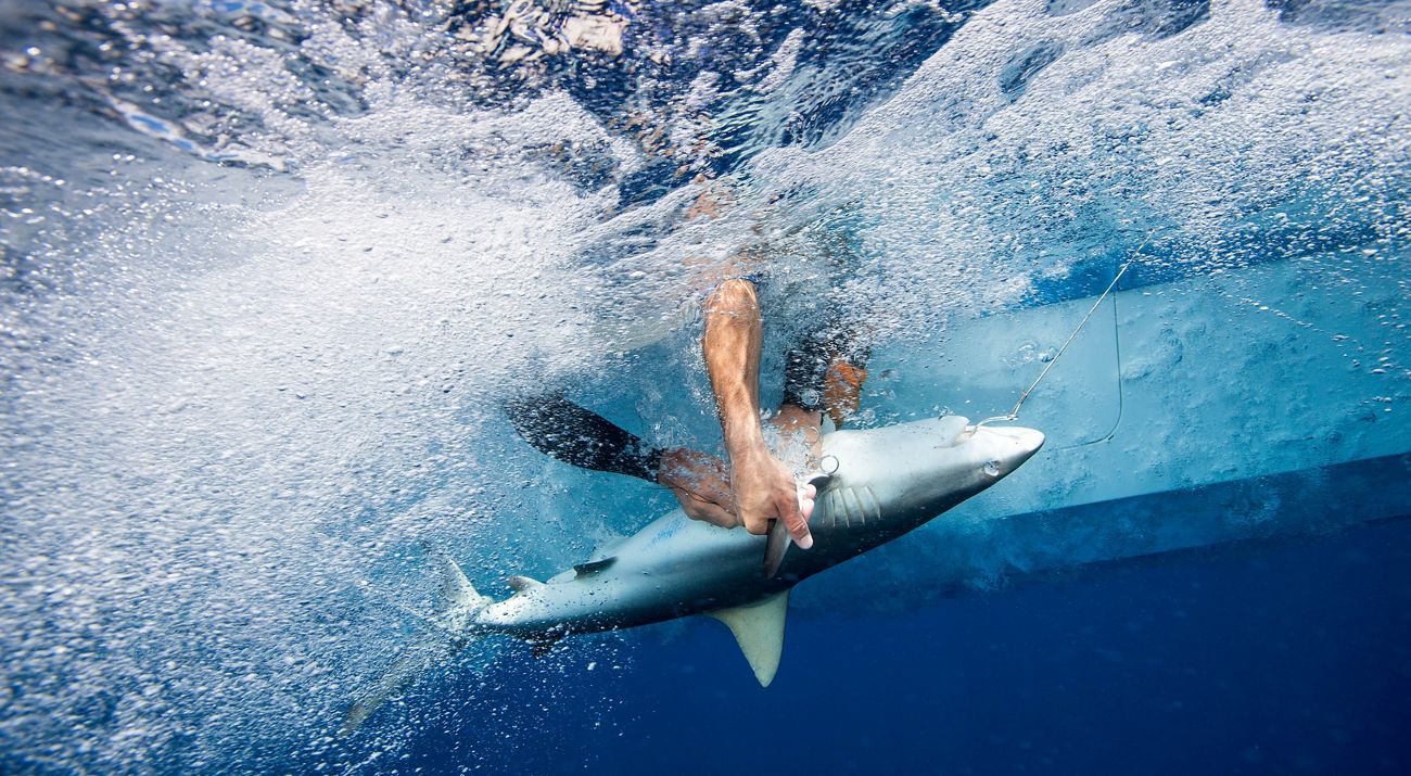 Scientists aboard a research boat implant a tracking transmitter on a gray reef shark at Palmyra Atoll.