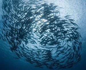 Four workers operate a boat with oyster equipment.