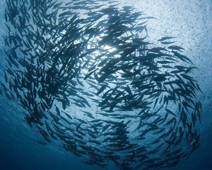 Four workers operate a boat with oyster equipment.