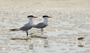 Two black, white and gray royal terns standing on the beach.