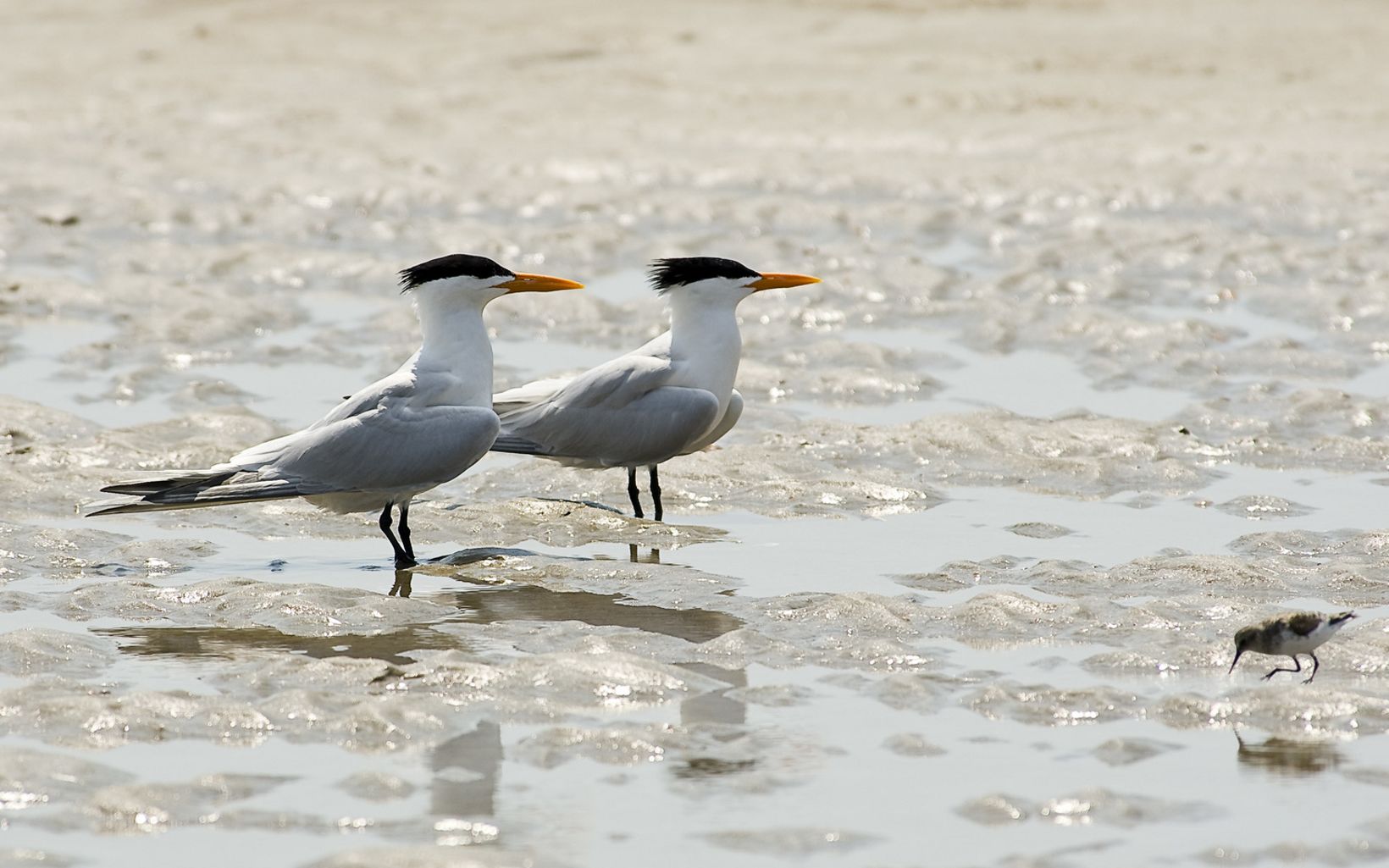 Two black, white and gray royal terns standing on the beach.