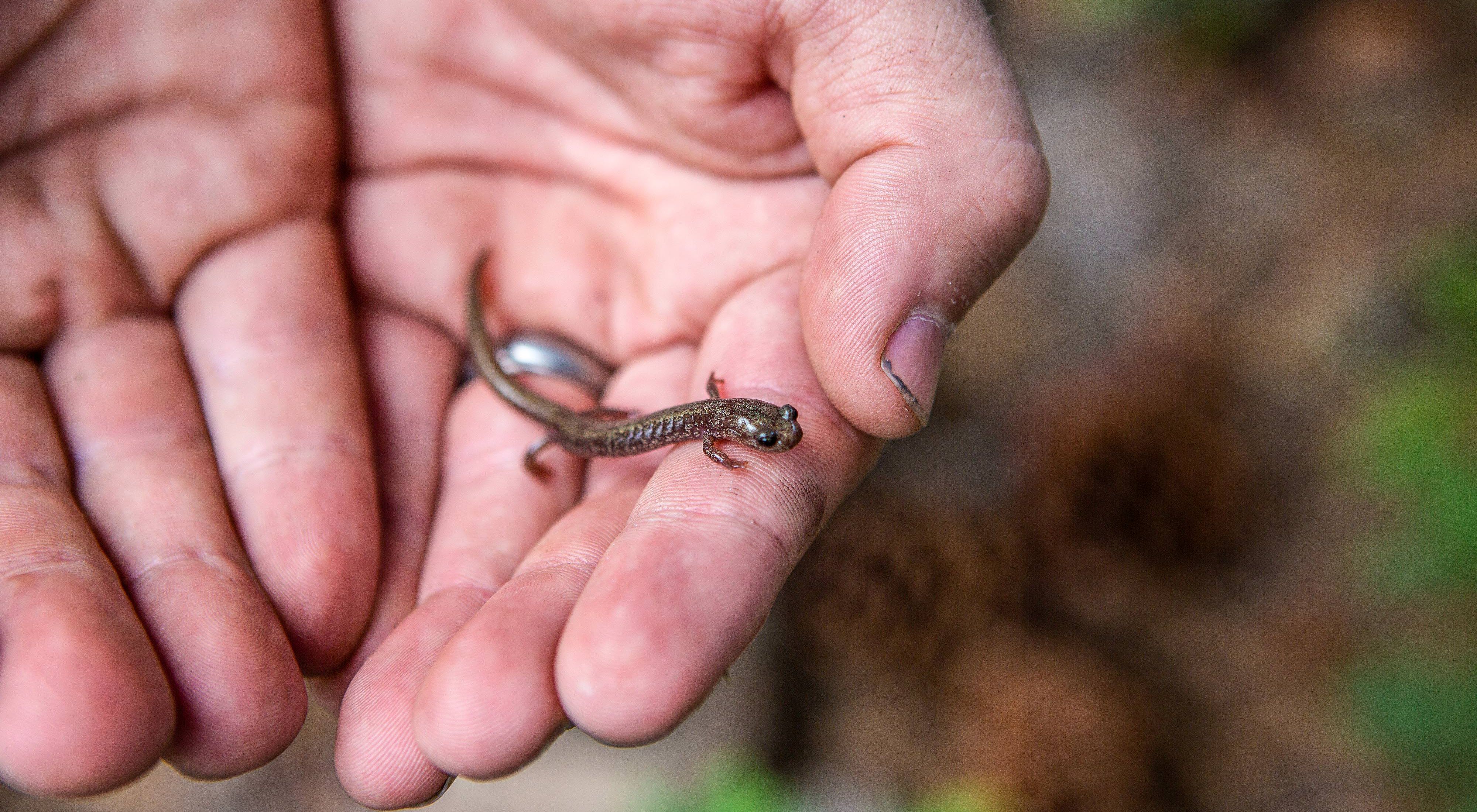 a researcher holds a Jemez Mountain Salamander across his fingers