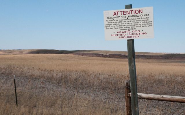 A sign posted at a fence around a prairie field. The sign says this is a black-footed ferret reintroduction area and that prairie dog hunting and shooting is prohibited.