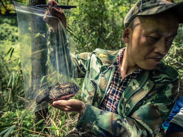 A ranger holds up a bag of panda scat which will be analyzed