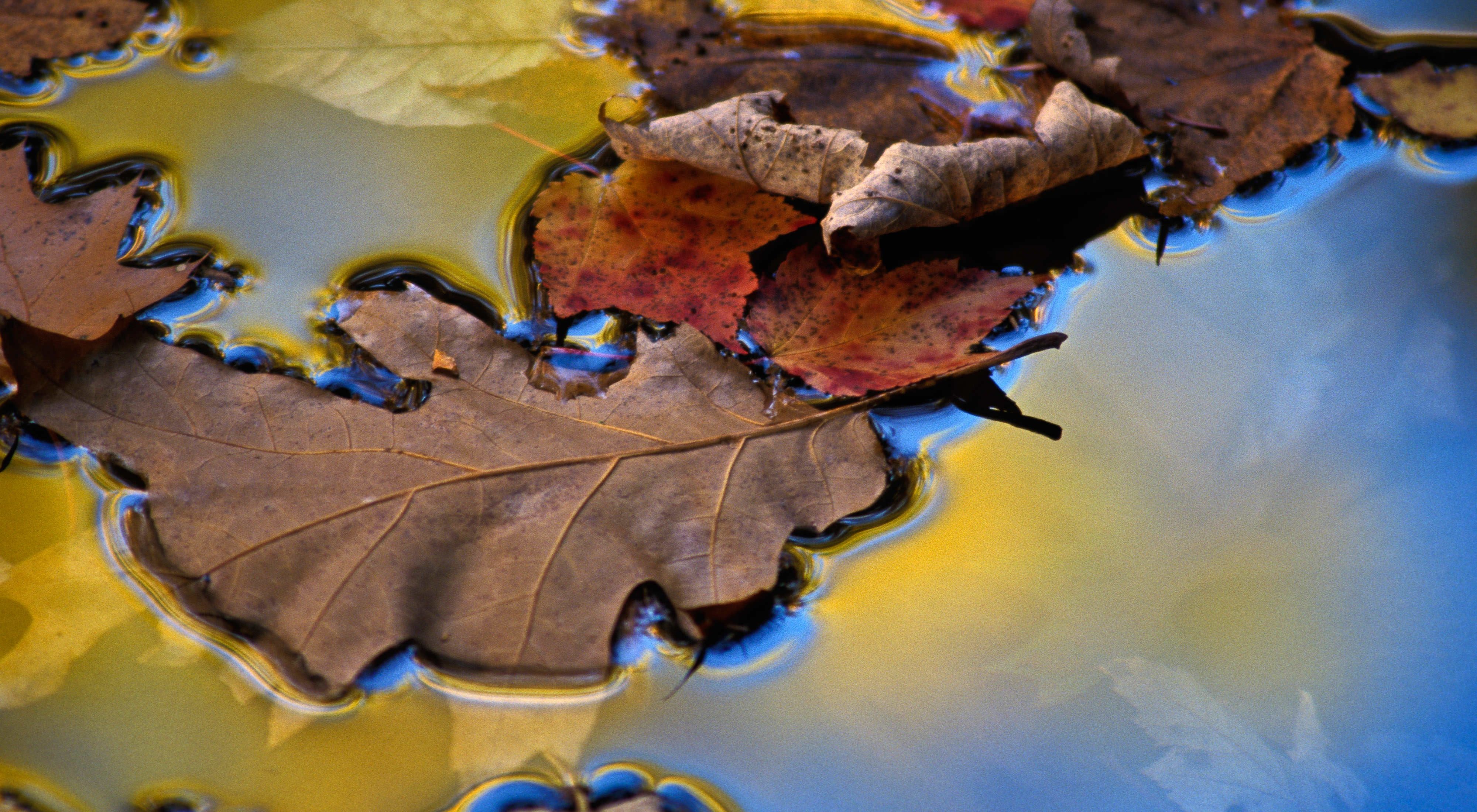 Closeup view of several colorful autumn leaves floating in water.