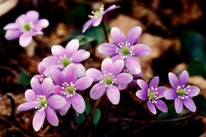 Closeup of a bunch of round lobed light purple hepatica wildflowers.