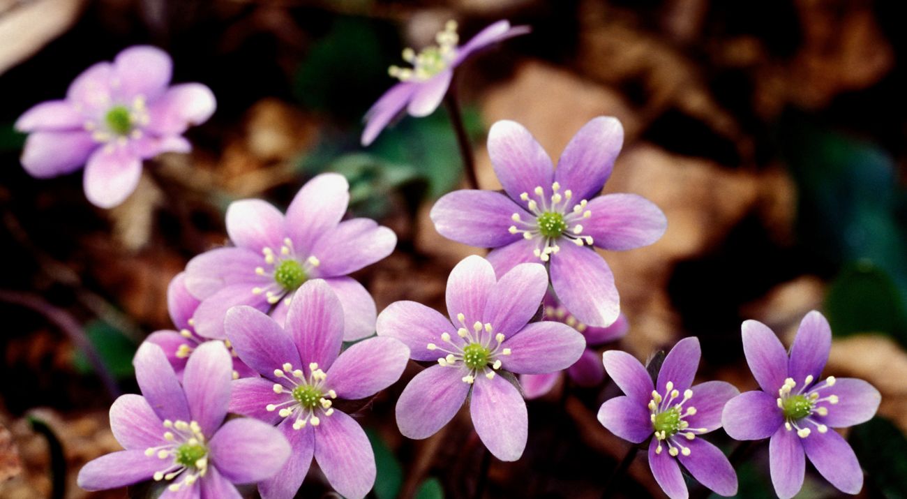 Closeup of a bunch of round lobed light purple hepatica wildflowers.