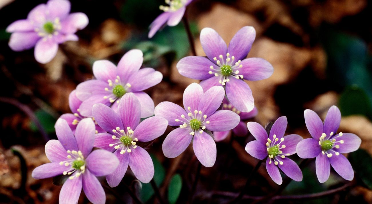 a close up of purple flowers.