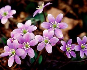 A small bunch of light purple hepatica wildflowers.