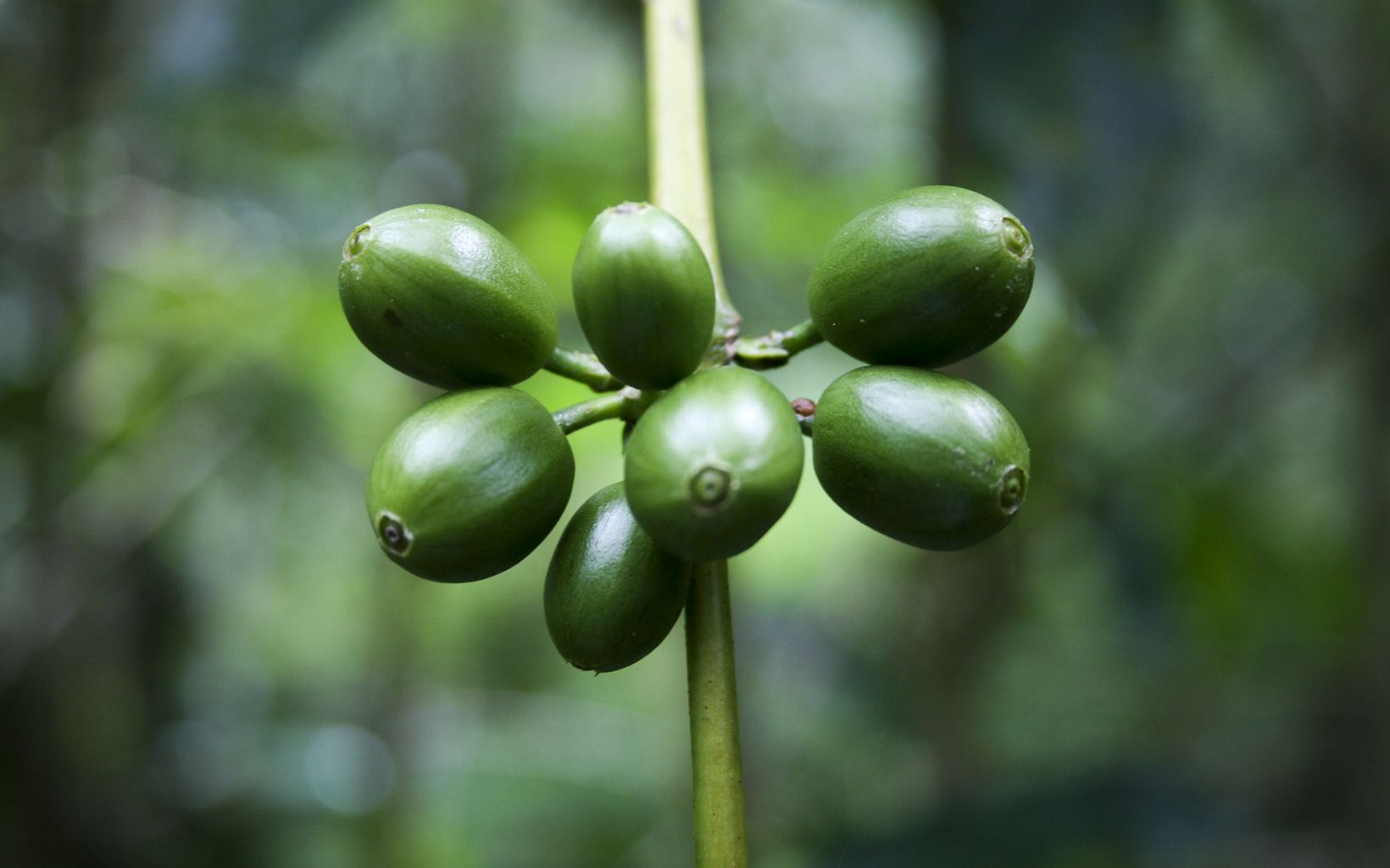 Coffee beans growing in Nicaragua.    
