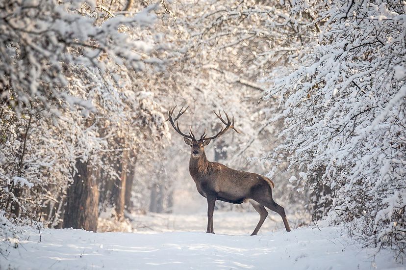 Ciervo de pie bajo árboles cubiertos de nieve.