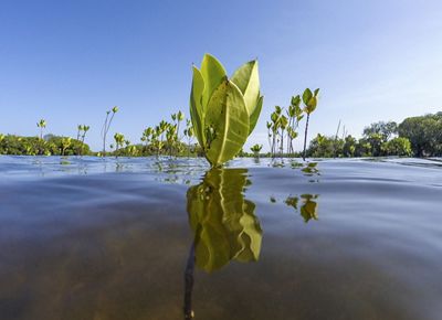 A mangrove tree on Pate Island