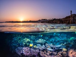 Coral reefs in the Red Sea off Egypt's Sinai Peninsula 