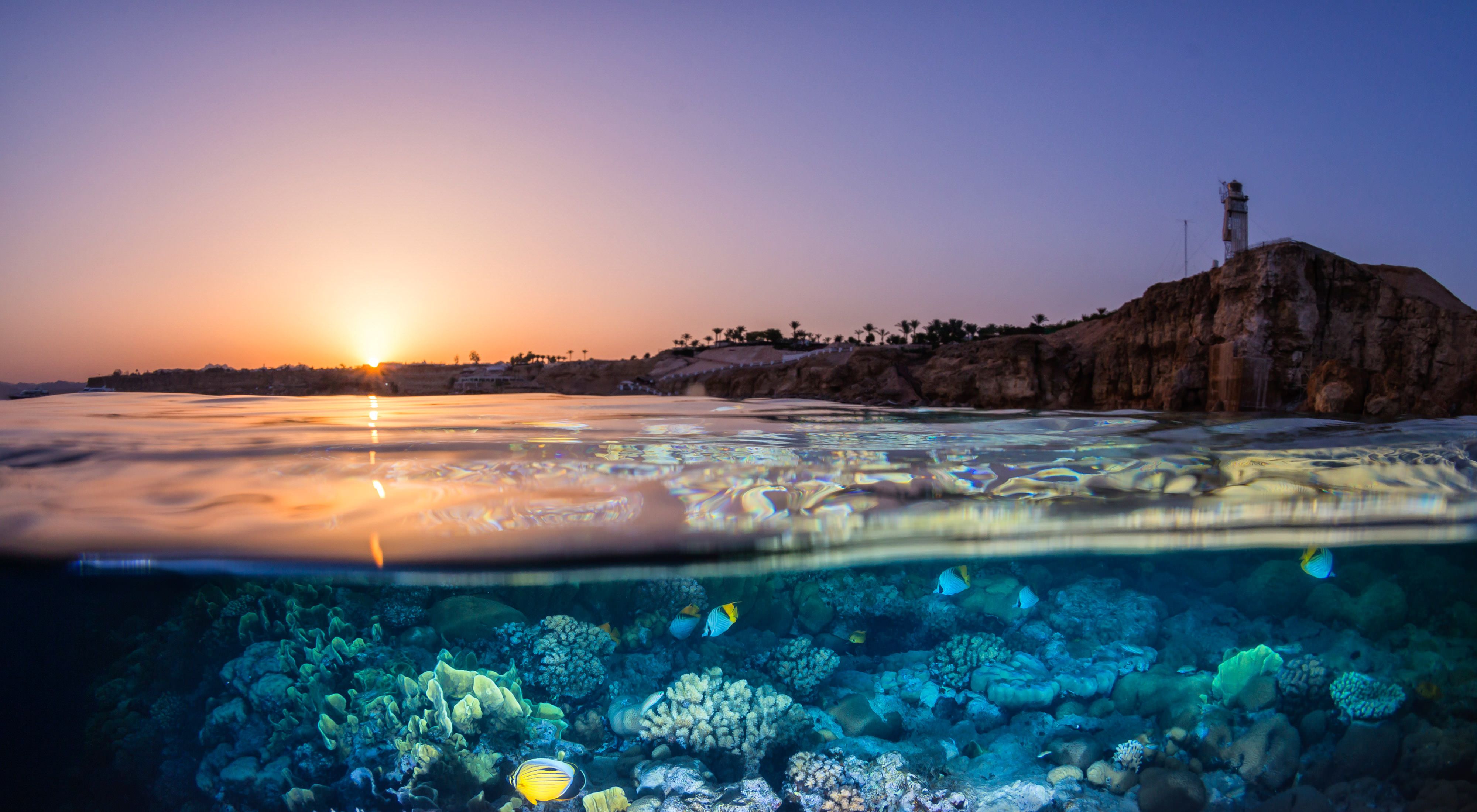 Reef and fish with sunset, Red Sea, Sinai Peninsula, Egypt
