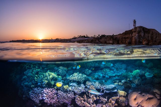 Partially underwater photo showing coral reef with fish below water, and arid landscape and sky above, in Egypt.