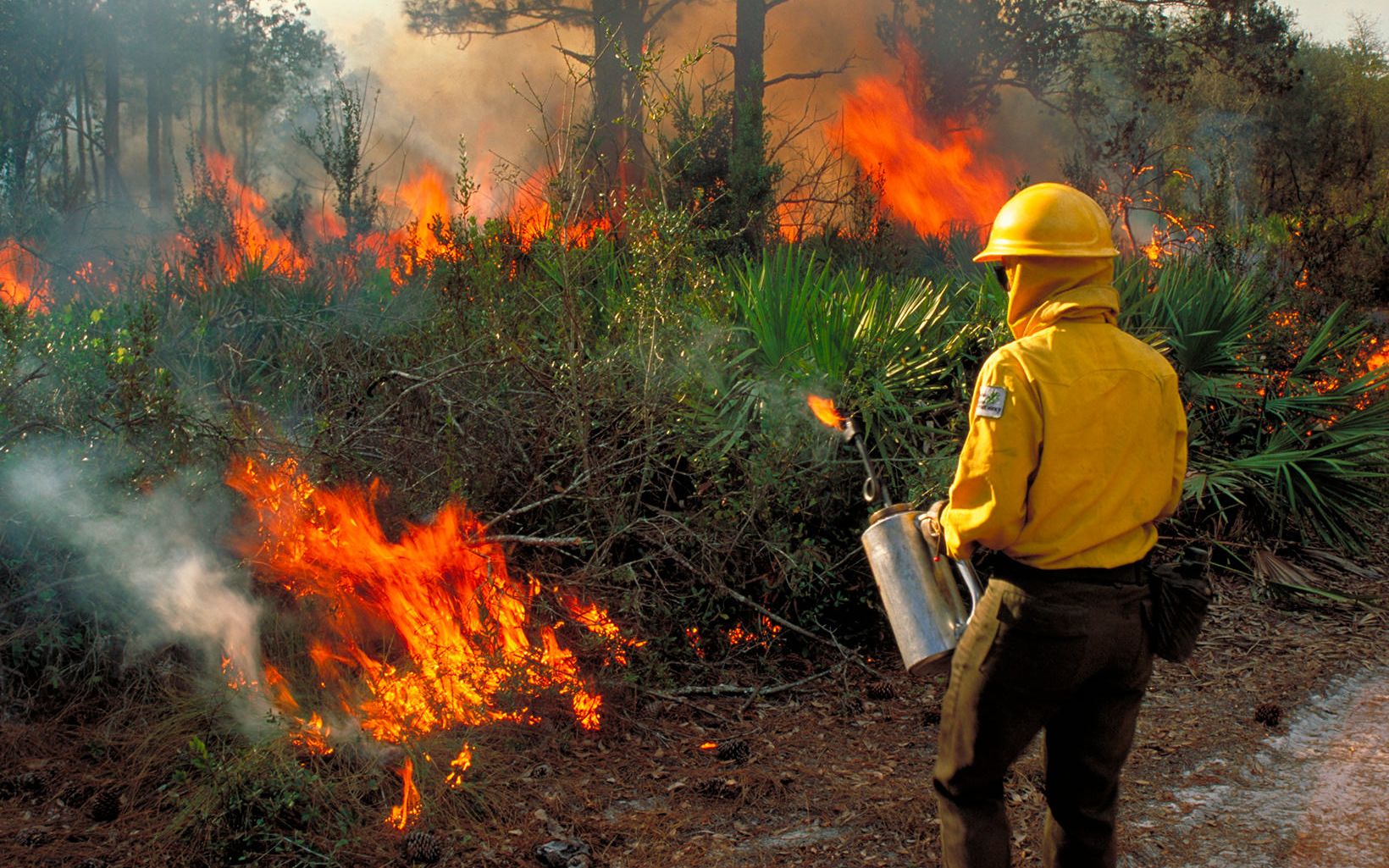 A prescribed fire practitioner in Florida sets the fire with a drip torch. 