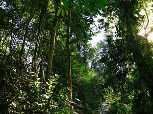 A lush green rainforest in Brazil