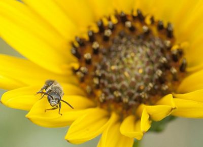 Closeup of a bee on the petals of a bright yellow flower.