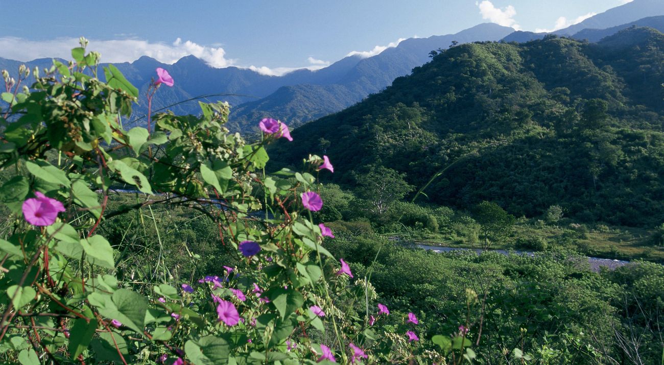 Flowers bloom in the foreground with lush forested moun