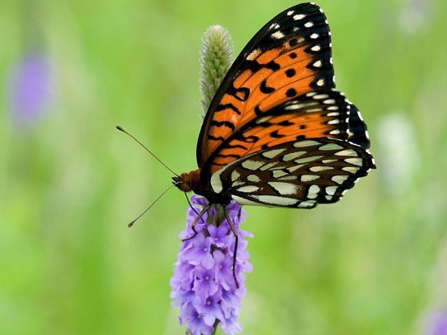 A black, orange and white butterfly perched on a purple flower.
