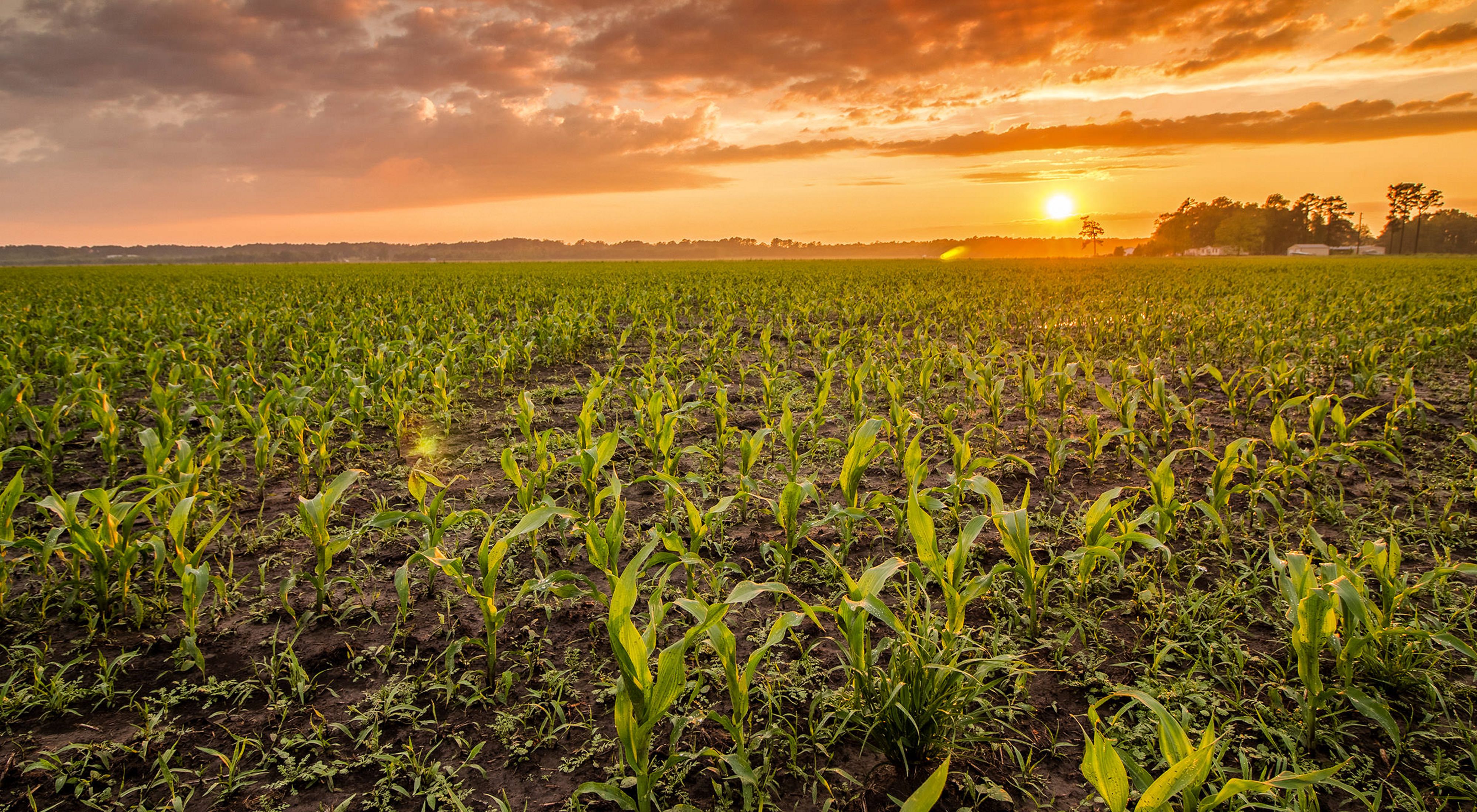 sunsetting over a field of corn