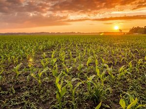 Corn fields outside of Arapahoe, North Carolina at sunset.
